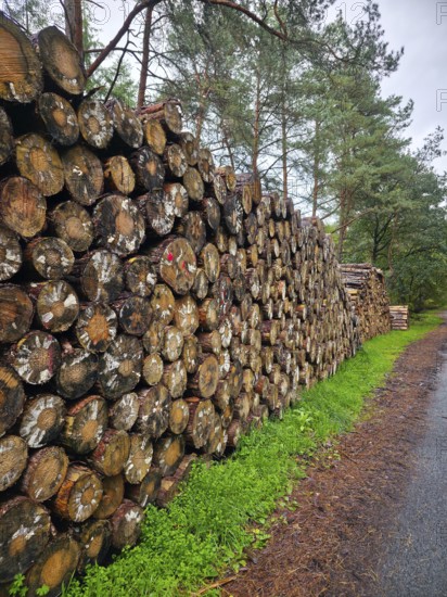 Stacked wood along a forest path surrounded by pine trees and a cloudy sky, forest in 26209 Hatten, Germany