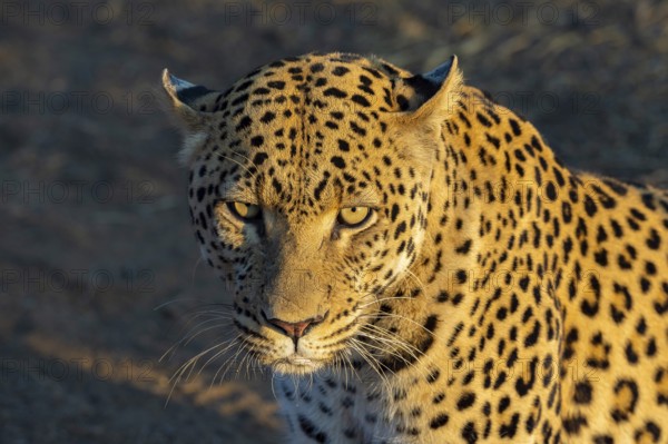 Leopard (Panthera pardus), Khomas Region, Namibia