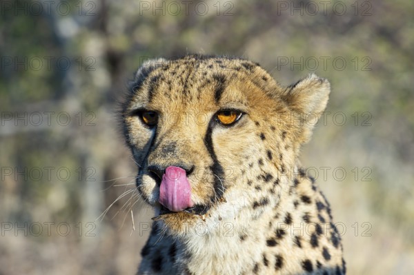 Cheetah (Acinonyx jubatus), Khomas Region, Namibia