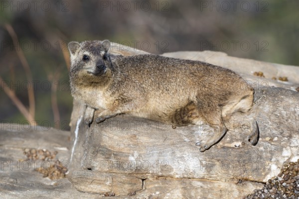Rock hyrax (Procavia capensis), Khomas region, Namibia