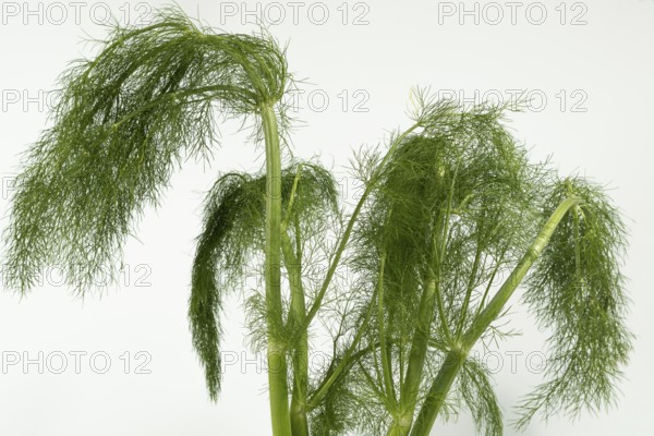 Fresh organic fennel sprigs on white background copy-space