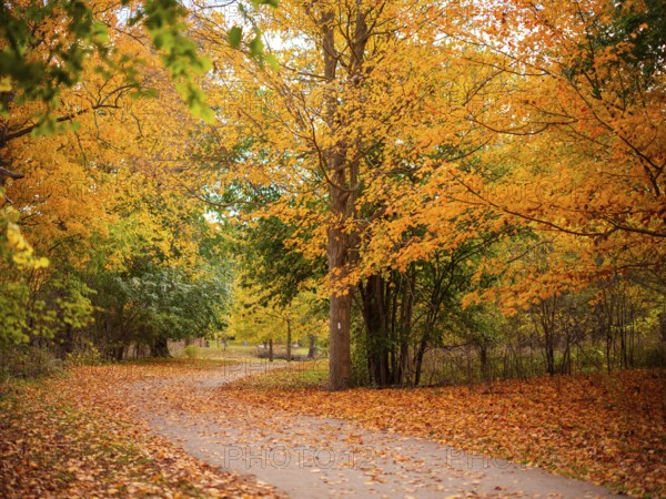 Peaceful path curving through a forest of orange-leaved trees during autumn along the Thames Valley Parkway in London, Ontario, Canada