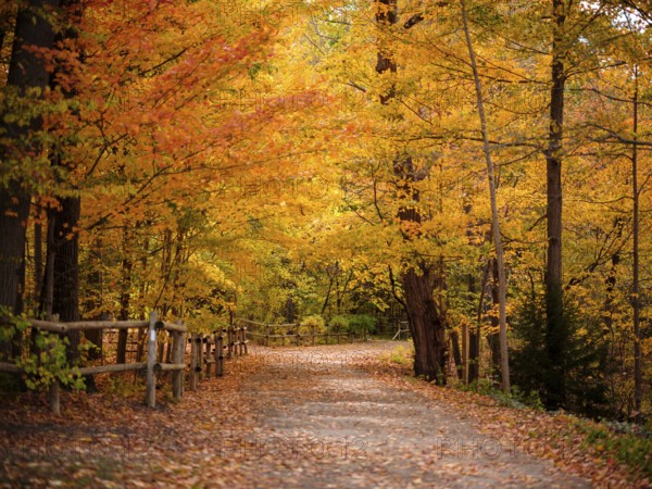 A tranquil forest path with a wooden fence bordered by colorful leaves along the Thames Valley Parkway in London, Ontario, Canada