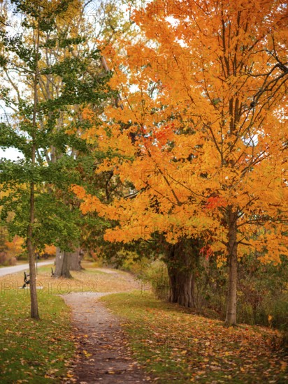 Bright orange autumn leaves on trees lining a narrow path along the Thames Valley Parkway in London, Ontario, Canada