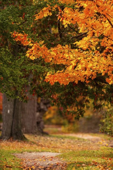 Bright orange autumn leaves on a tree overhanging a peaceful forest path on the Thames Valley Parkway in Springbank Park, London, Ontario, Canada