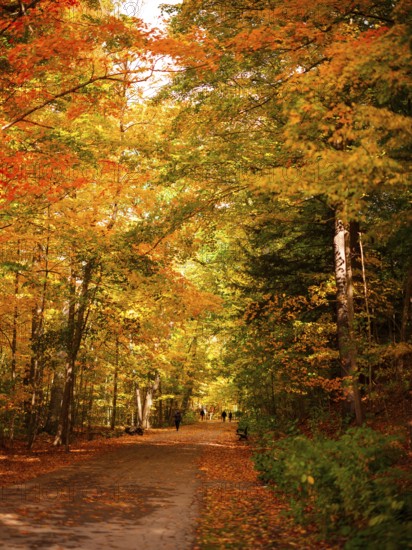Sun-dappled trail through dense woods with vivid autumn leaves creating a peaceful setting along the Thames Valley Parkway in London, Ontario, Canada
