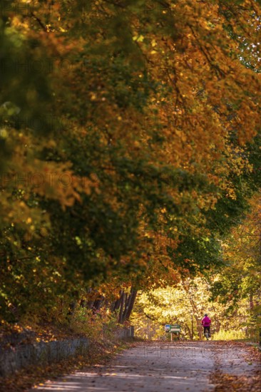 A solitary figure walks along a sun-dappled path under autumn leaves along the Terry Fox Parkway in Greenway Park, London, Ontario, Canada