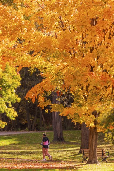 Two people jog under a vividly colored autumn tree along the Terry Fox Parkway in Greenway Park, London, Ontario, Canada