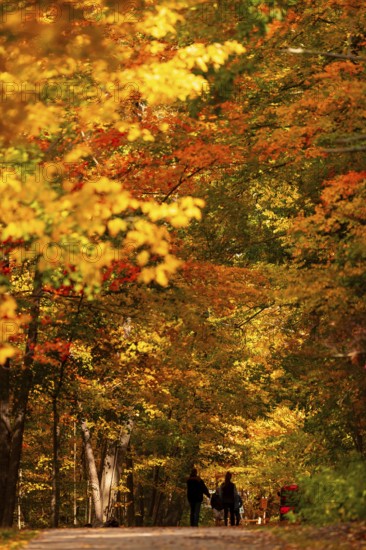 A couple walks down a path flanked by brilliant autumn leaves on the Thames Valley Parkway in Springbank Park, London, Ontario, Canada