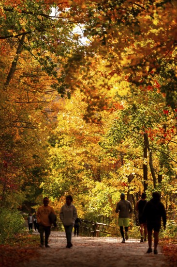 People jogging on a sunlit path lined with autumn foliage on the Thames Valley Parkway in Springbank Park, London, Ontario, Canada