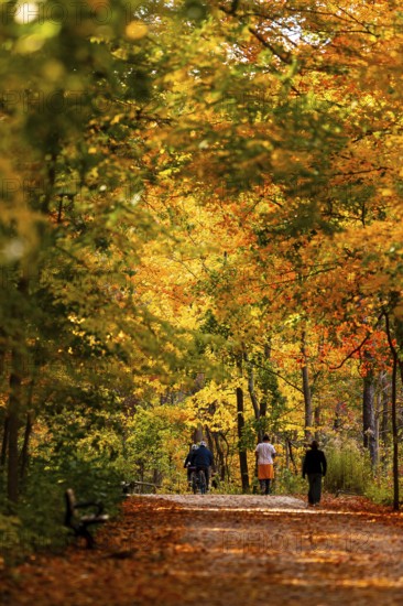 A serene path lined with bright autumn trees, with people walking through the Thames Valley Parkway in Springbank Park, London, Ontario, Canada