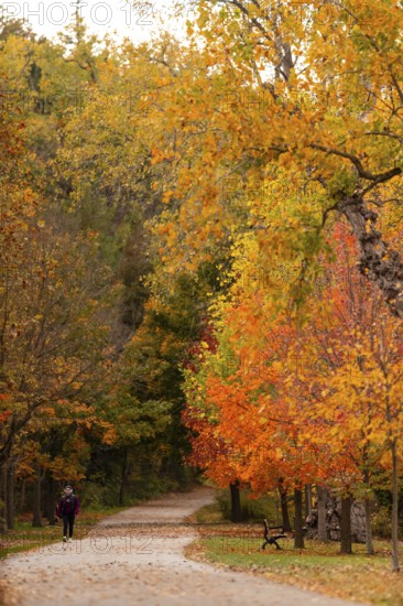 Solitary walker on a path with vibrant autumn foliage, nestled in a peaceful forest on the Thames Valley Parkway in Springbank Park, London, Ontario, Canada