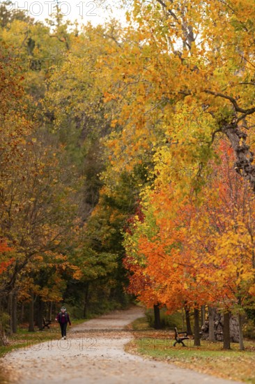 A solitary person walking along a forest path surrounded by vibrant autumn leaves on the Thames Valley Parkway in Springbank Park, London, Ontario, Canada
