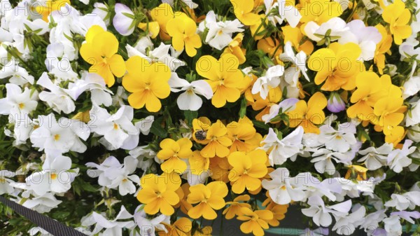 Horned Violet, (Viola cornuta), Slovenia