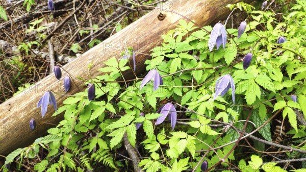 Alpine Clematis (Clematis alpina), Slovenia