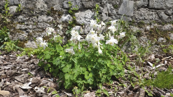 White columbine (Aquilegia), Slovenia