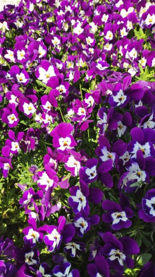 Horned violet (Viola cornuta), Slovenia