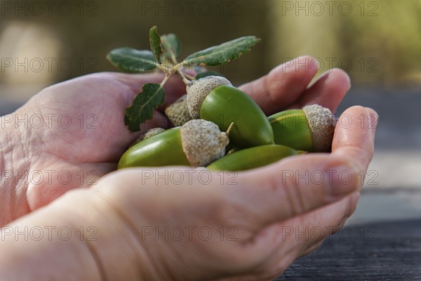 Cupped hands cradling fresh green acorns and an oak leaf, representing nature, new beginnings, potential, and abundance