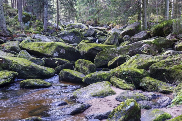 A winding river flows through large, mossy stones in a dense forest, Höllfall Arbesbach Waldviertel Lower Austria Austria