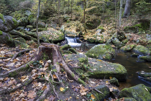 A tree stump lies on mossy stones, surrounded by autumn leaves and a small river, Höllfall Arbesbach Waldviertel Lower Austria Austria