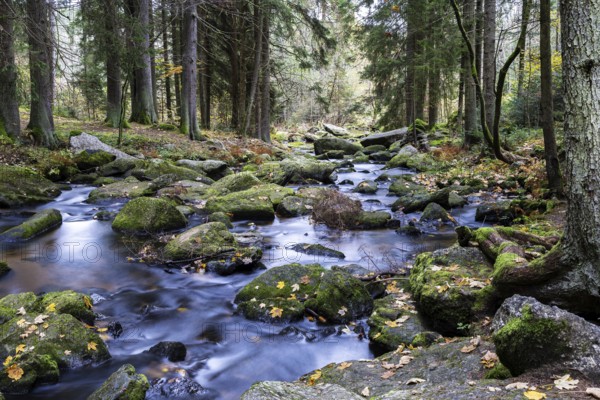 A quiet stream flows through a wooded area, lined with moss-covered stones, Höllfall Arbesbach Waldviertel Lower Austria Austria