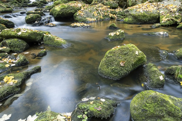 Clear water flows over mossy stones surrounded by autumn leaves, Höllfall Arbesbach Waldviertel Lower Austria Austria