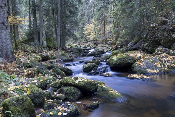 Flowing stream through an autumnal forest, surrounded by mossy stones, Höllfall Arbesbach Waldviertel Lower Austria Austria