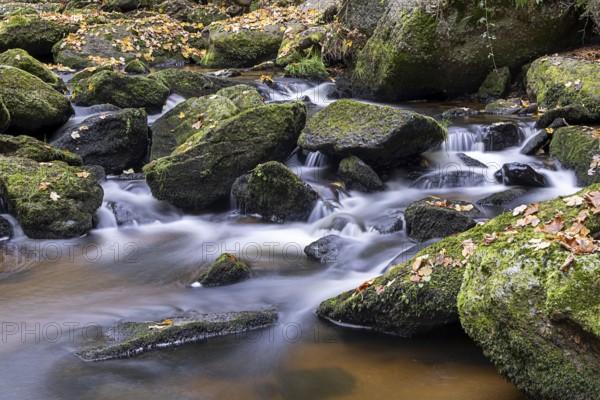 A small stream flows over mossy stones in the autumnal forest, Höllfall Arbesbach Waldviertel Lower Austria Austria