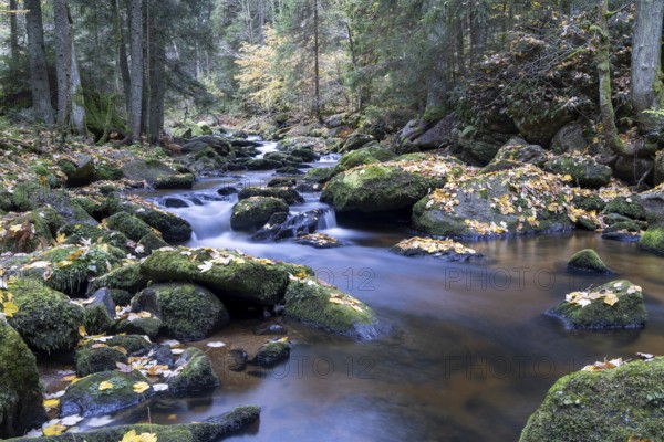 A quiet stream flows through the forest, with moss-covered stones and falling autumn leaves, Höllfall Arbesbach Waldviertel Lower Austria Austria