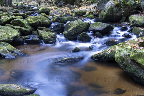 A quiet stream flows over moss-covered stones, surrounded by autumn leaves and forest, Höllfall Arbesbach Waldviertel Lower Austria Austria