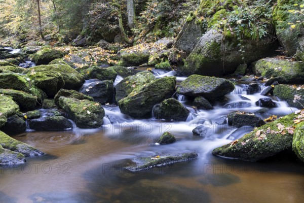 A stream flows peacefully over moss-covered stones in the autumnal forest, Höllfall Arbesbach Waldviertel Lower Austria Austria