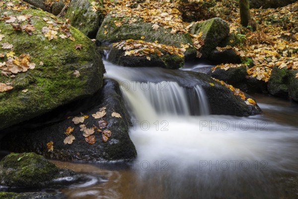 Small waterfall flows over moss-covered stones, covered with autumn leaves, Höllfall Arbesbach Waldviertel Lower Austria Austria