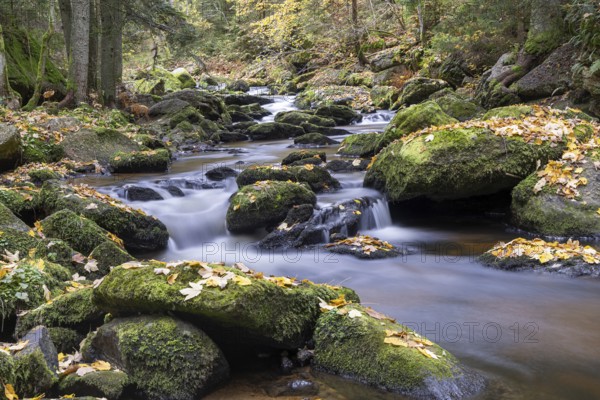 A peaceful stream flows over mossy stones, surrounded by autumnal forest, Höllfall Arbesbach Waldviertel Lower Austria Austria