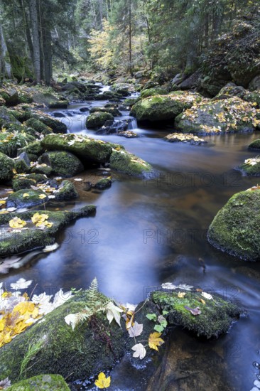 An autumnal stream flows through the forest, lined with moss-covered stones, Höllfall Arbesbach Waldviertel Lower Austria Austria
