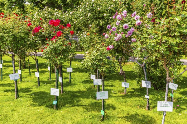 Blooming rose bushes as mementos and remembrance in the Volksgarten, Vienna, Austria