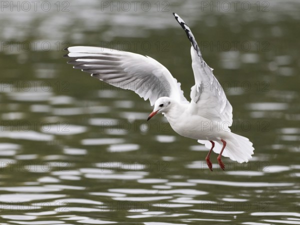 A black-headed gull in flight, Ruhrpott, North Rhine-Westphalia, Germany