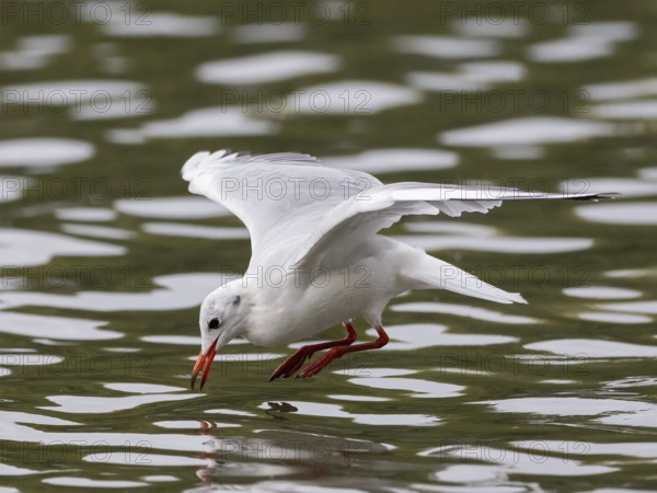 A black-headed gull flying just in front of diving into water, Ruhrpott, North Rhine-Westphalia, Germany