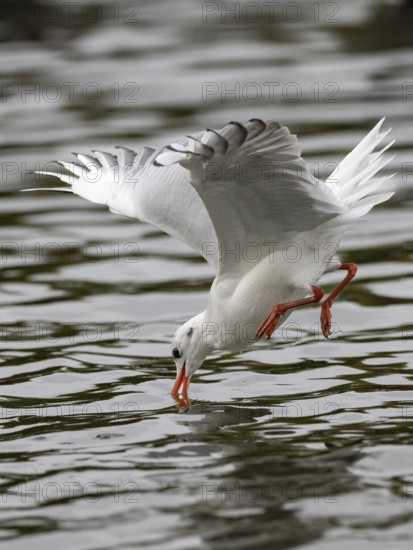 A black-headed gull fishing just in front of diving into water, Ruhrpott, North Rhine-Westphalia, Germany
