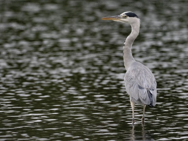 A gray heron stands in agitated water, Ruhrpott, North Rhine-Westphalia, Germany