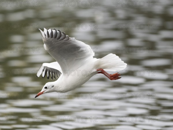 A black-headed gull swooping, Ruhrpott, North Rhine-Westphalia, Germany