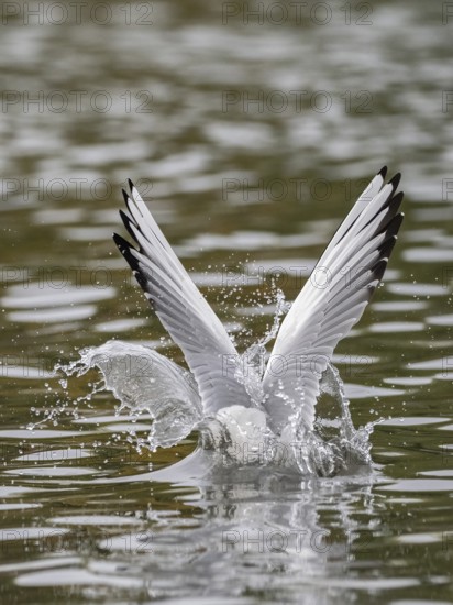 A black-headed gull dives into water, Ruhrpott, North Rhine-Westphalia, Germany