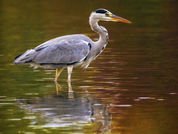 A gray heron in autumn colors, Ruhrpott, North Rhine-Westphalia, Germany