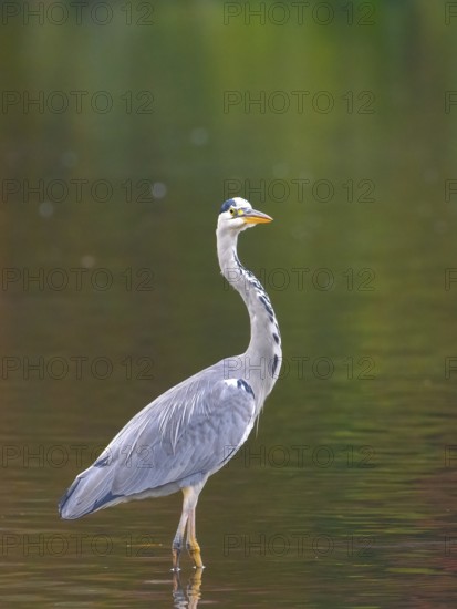 A gray heron stands in shallow water, Ruhrpott, North Rhine-Westphalia, Germany
