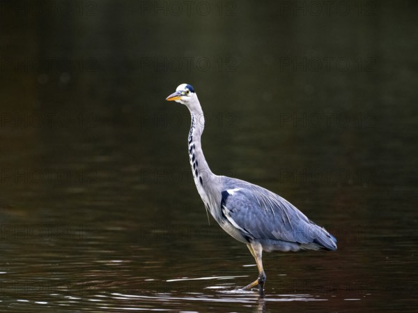 A gray heron stands in shallow water, Ruhrpott, North Rhine-Westphalia, Germany
