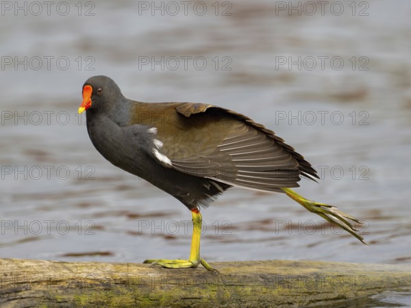 A pond claw during plumage care, Ruhrpott, North Rhine-Westphalia, Germany