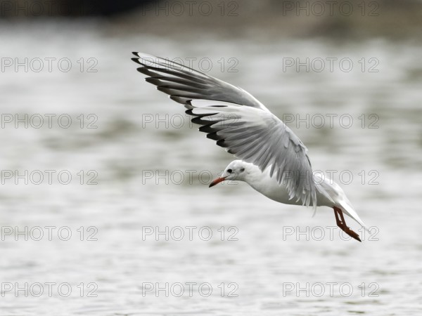 A black-headed gull fishing, Ruhrpott, North Rhine-Westphalia, Germany