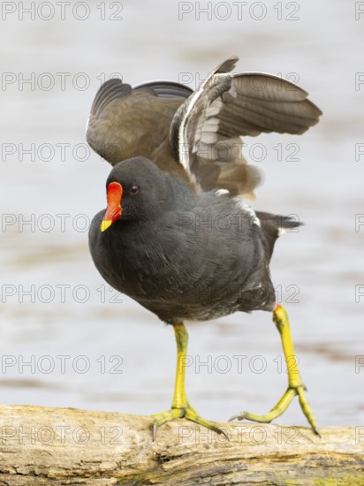A pond claw during plumage care, Ruhrpott, North Rhine-Westphalia, Germany