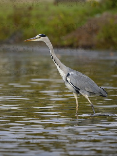 A gray heron on the water, Ruhrpott, North Rhine-Westphalia, Germany