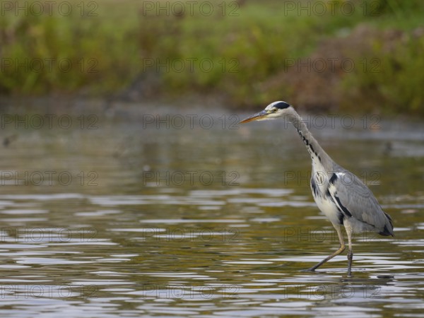 A gray heron on the water, Ruhrpott, North Rhine-Westphalia, Germany