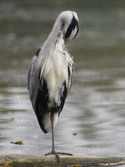 A gray heron taking care of plumage, Ruhrpott, North Rhine-Westphalia, Germany